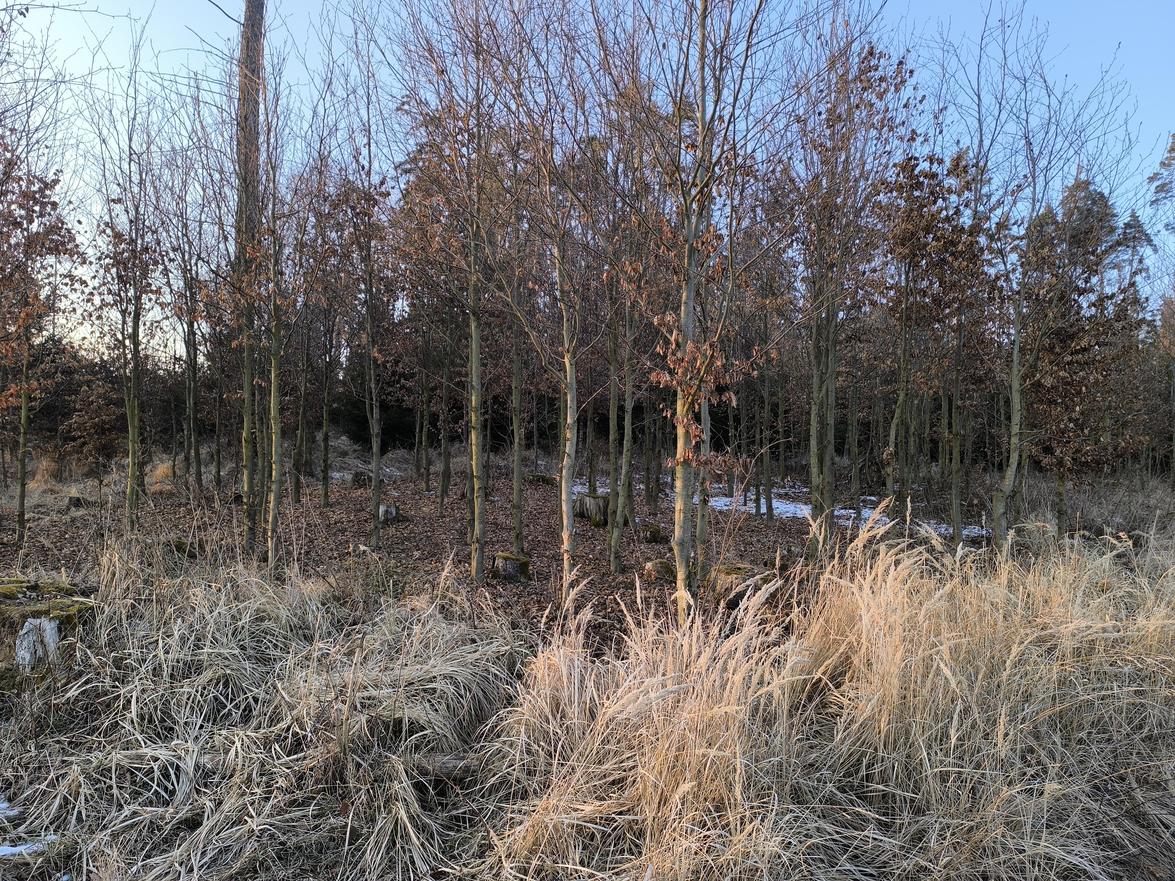 Práce v lesnictví Ondřej Bodocký foto 4