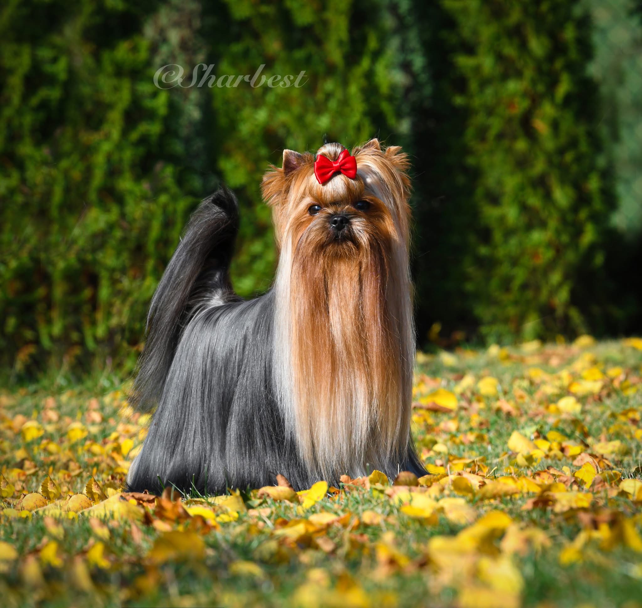 Chovatelská stanice Sharbest foto 4