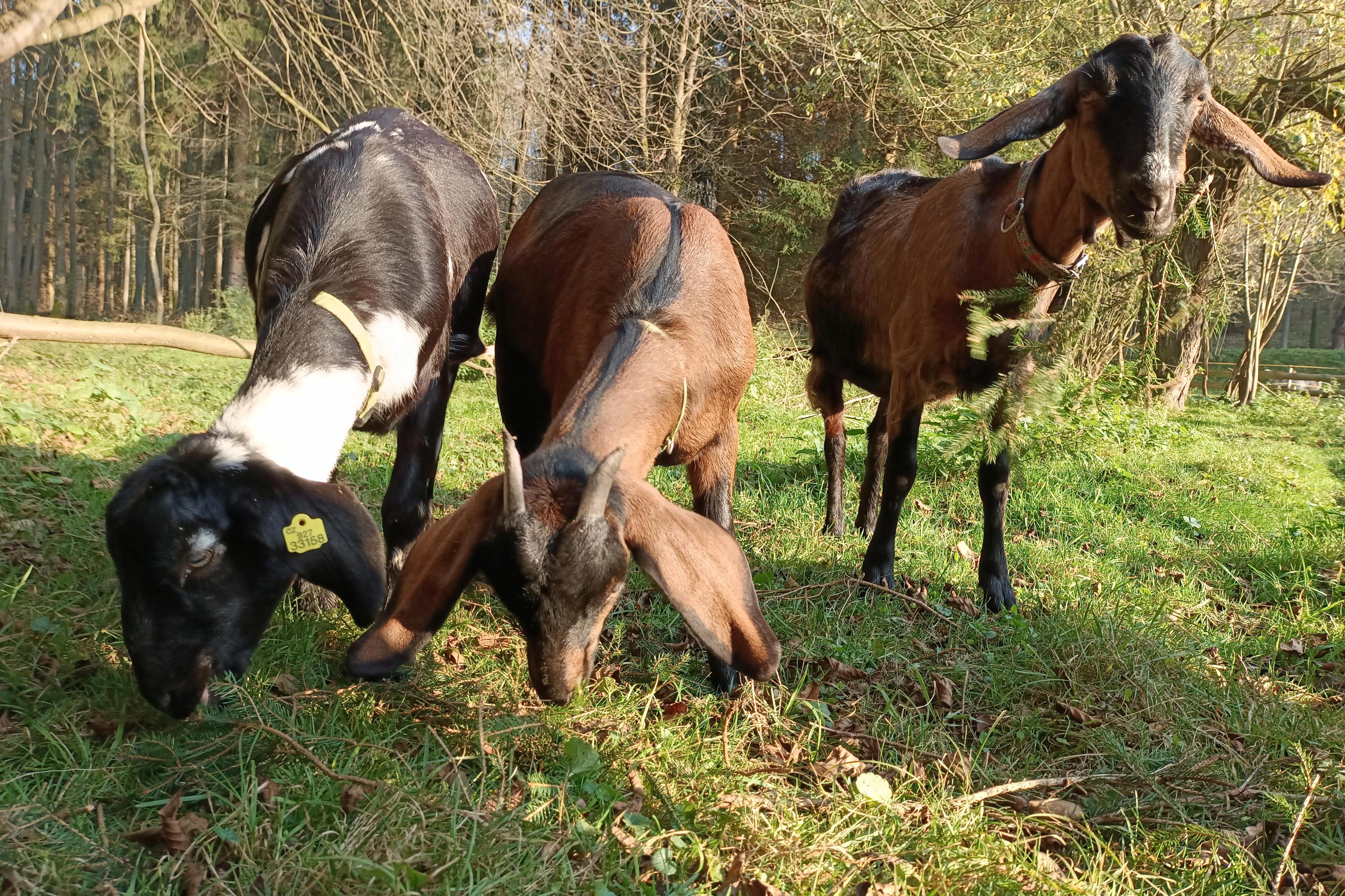 Kozí farma Předlánce