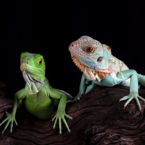 Prodej terarijních zvířat