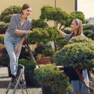 Prodej rychle rostoucích dřevin