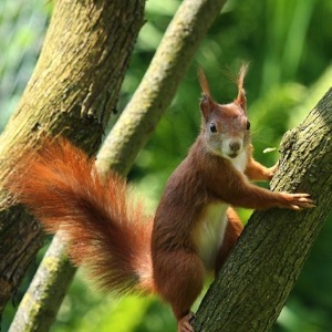 Animal rescue stations