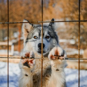 Záchranné kynologické organizace