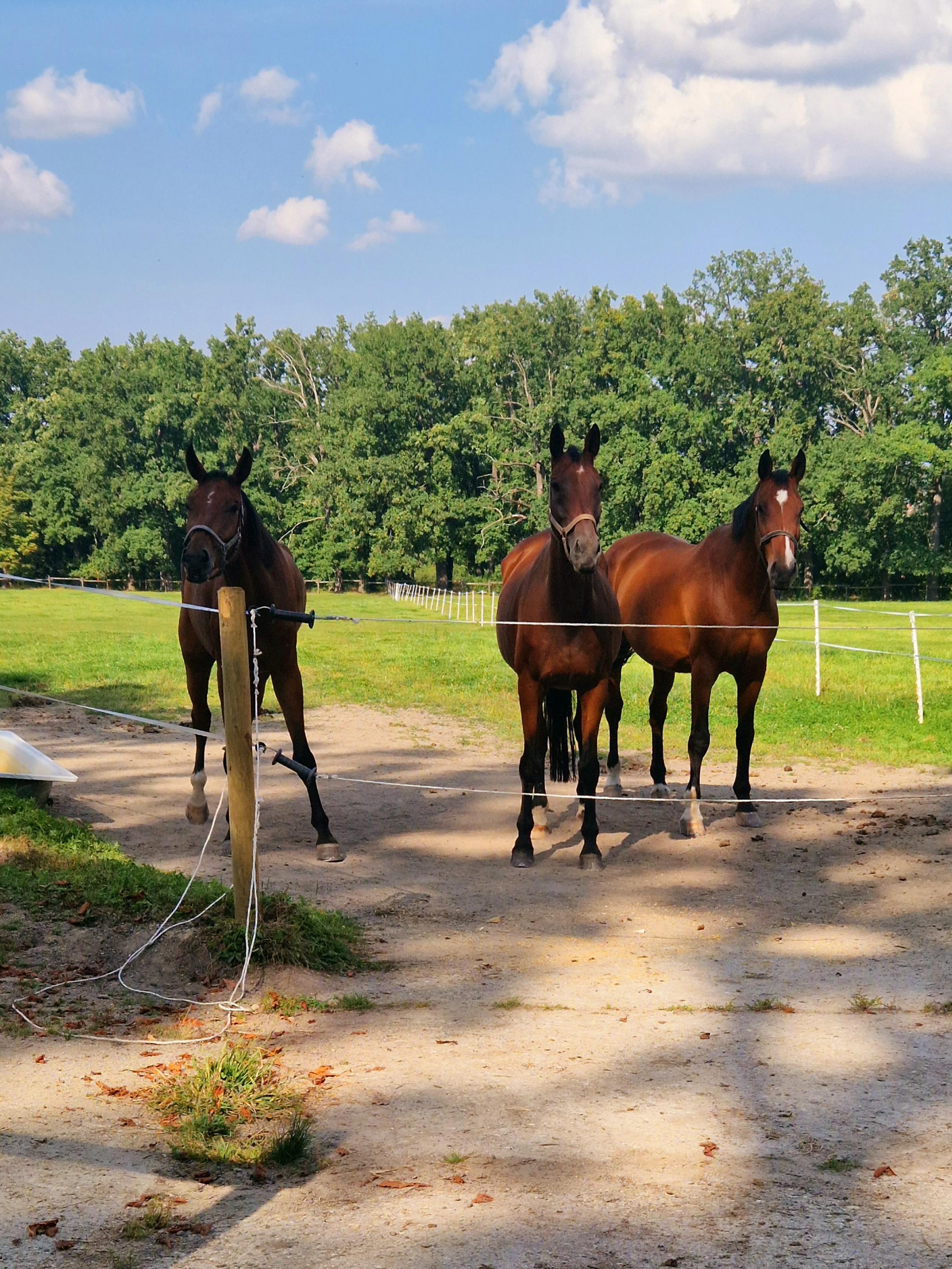 Koně Vondrov Jezdecká tělovýchovná jednota Holiday Horses Club foto 3