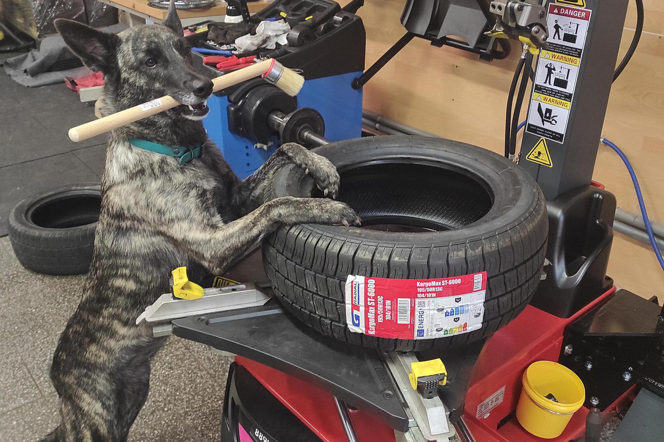 Pneuservis - Pawel Andrzej Grasela