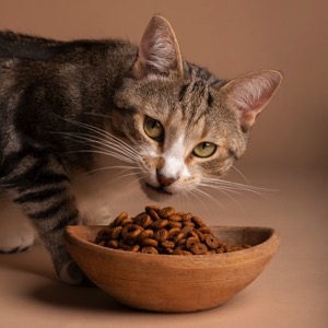 Prodej krmiva pro kočky