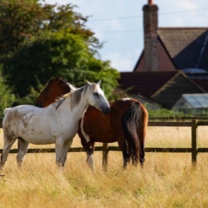 Ubytování na farmě s koňmi