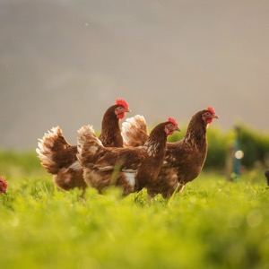 Animal breeders' clubs and associations