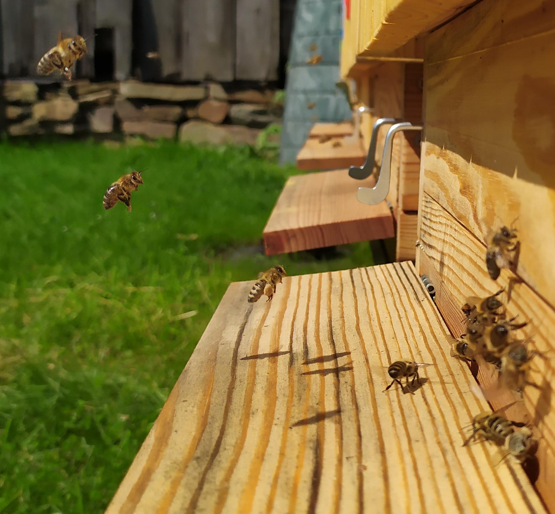 Včelařství Lesní Albrechtice foto 5