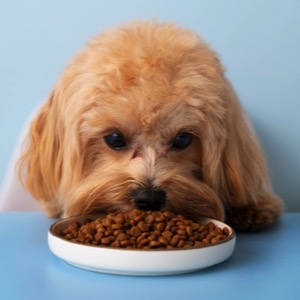 Prodej krmiva pro psy