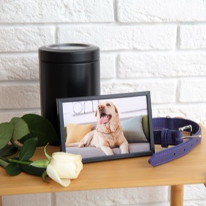 Pohřební služby a krematoria pro zvířata