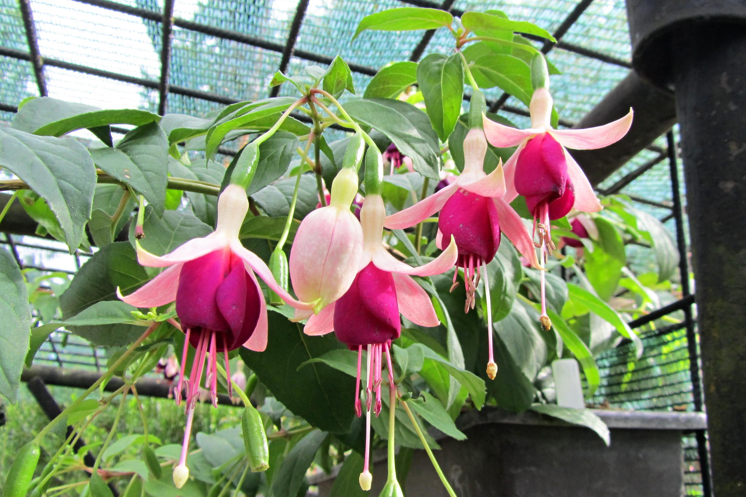 Fuchsie - Zámecká zahrada Buchlovice foto 6