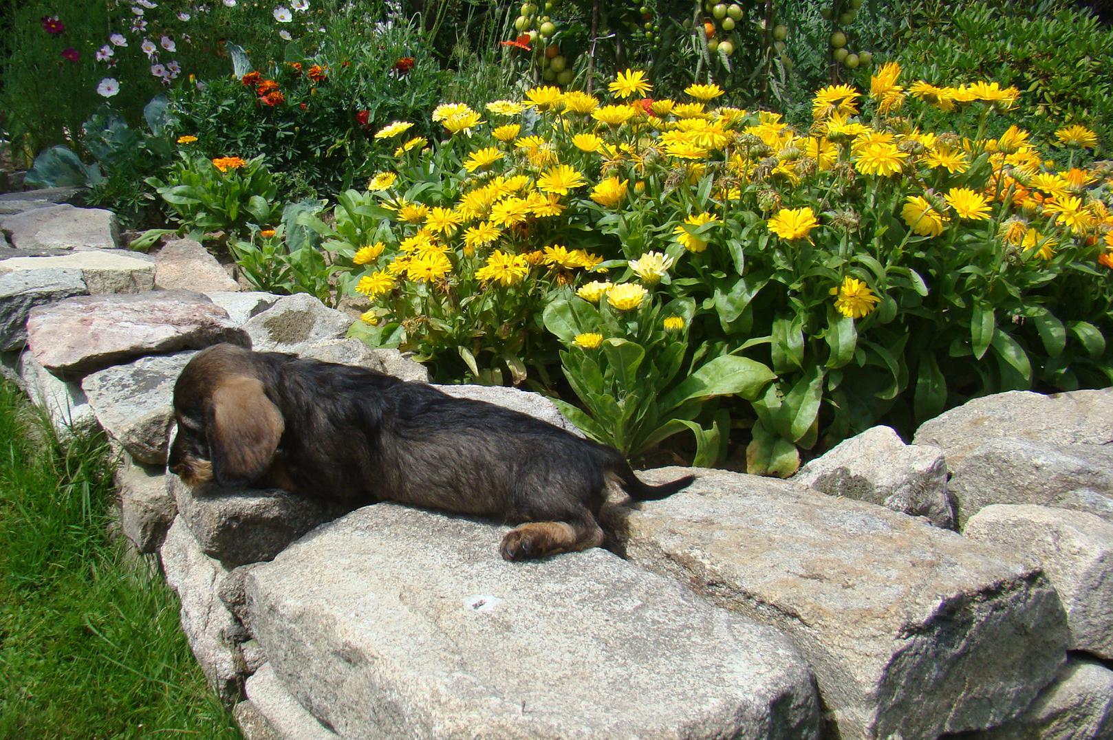 Údržba zahrad Zdeněk Bečvář
