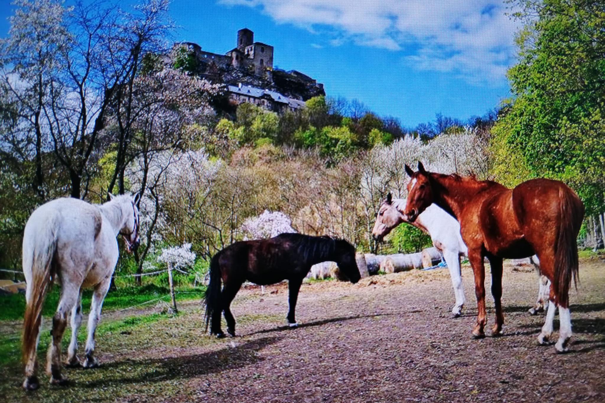 Koně pod hradem Střekovem foto 1