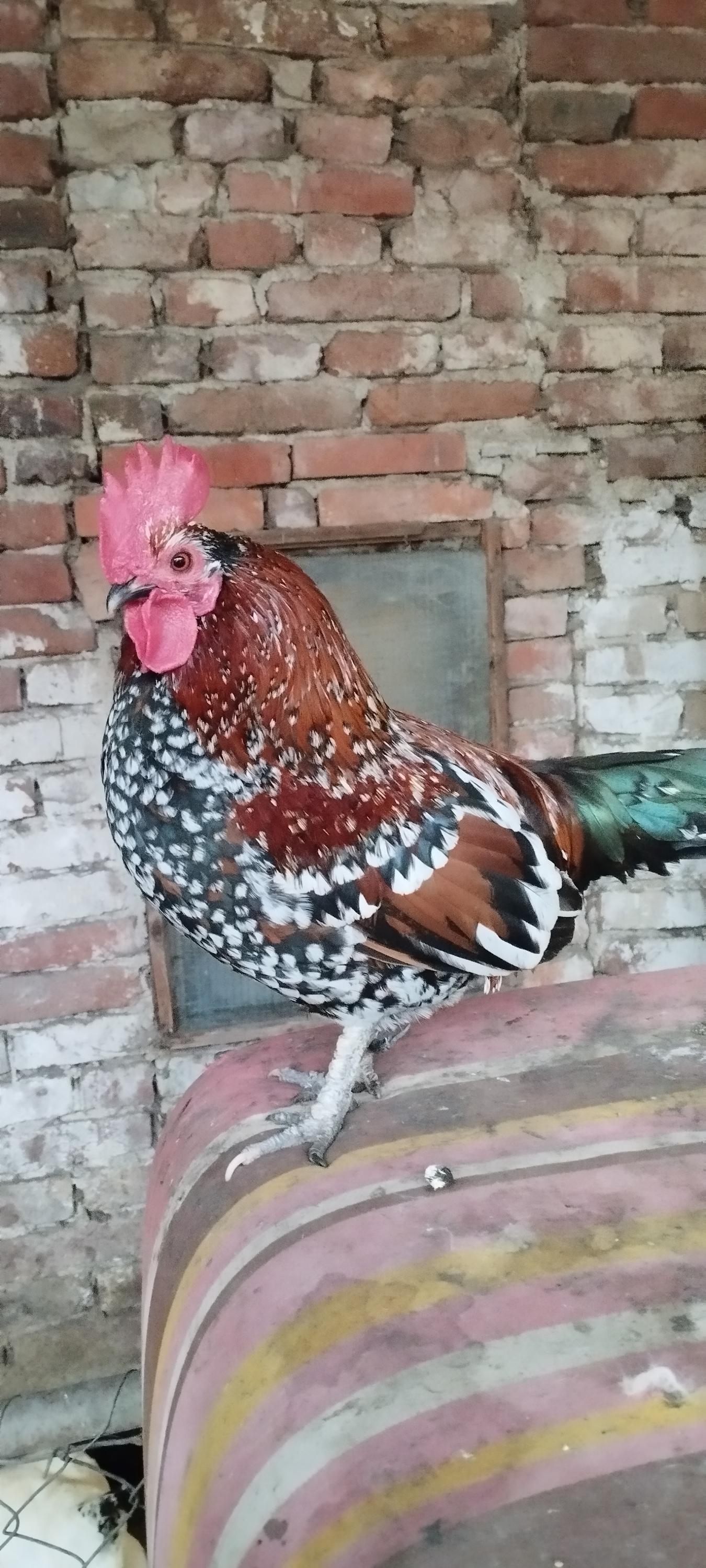 Odchov a prodej drůbeže - Miroslav Pech foto 2