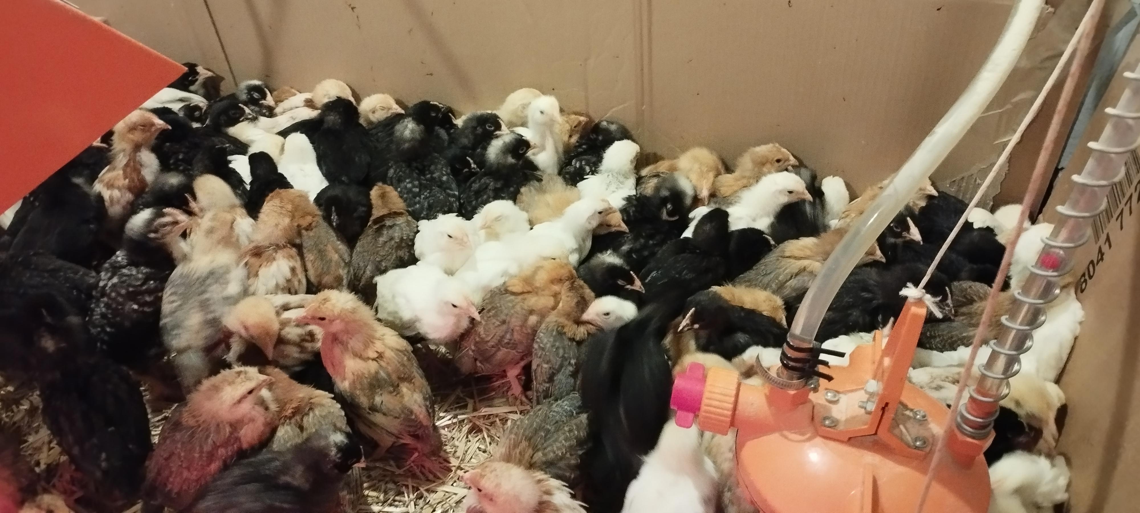 Odchov a prodej drůbeže - Miroslav Pech