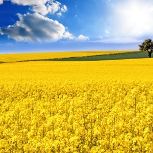 Growers of technical crops