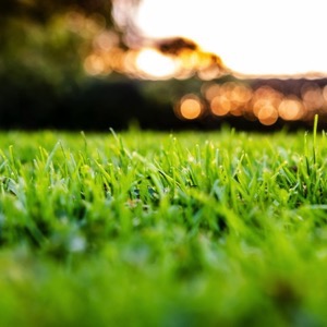 Trávníky a travní koberce