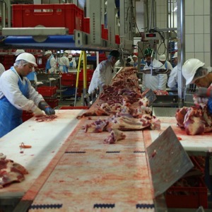 Producers of livestock products