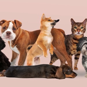 Pet supplies produces