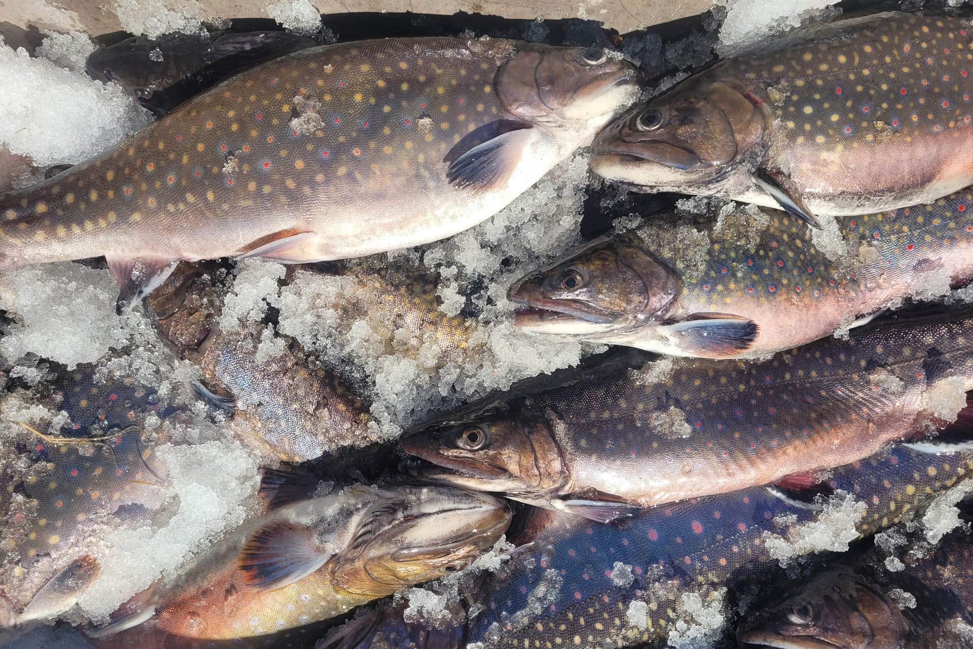 Rybí restaurace a apartmány Hůrka foto 3