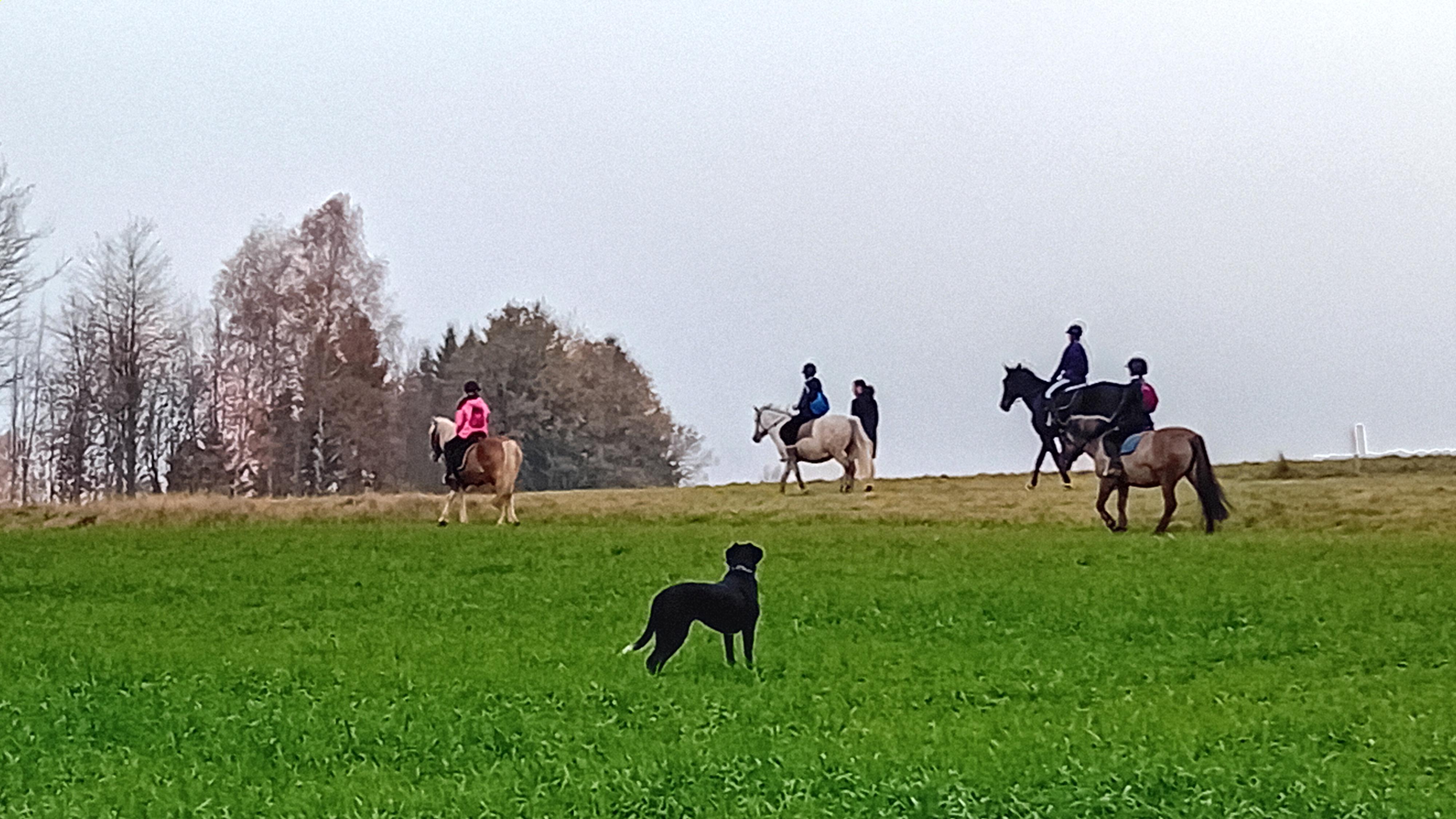 JEZDECKÝ KLUB LIPKA foto 6