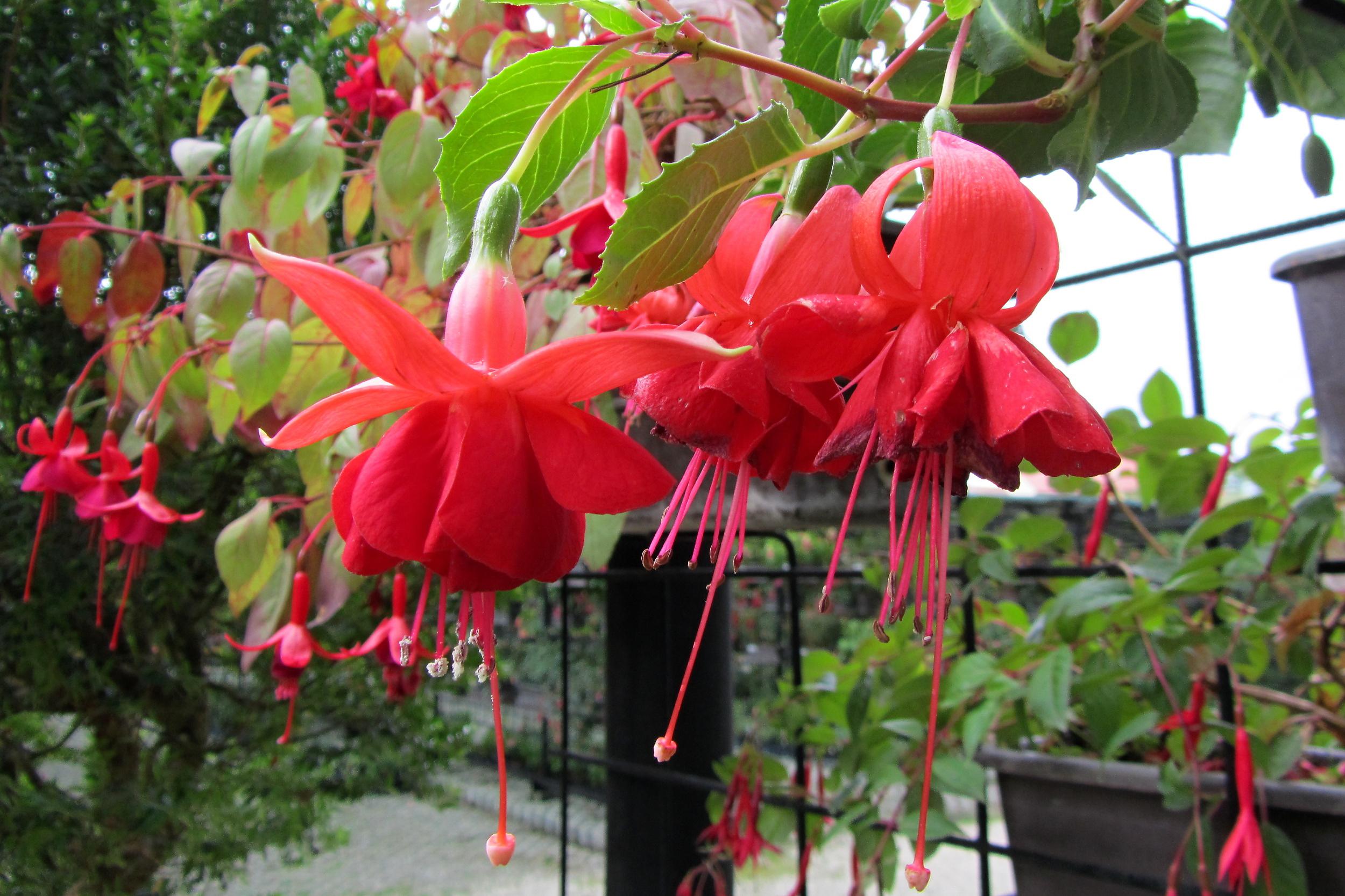 Fuchsie - Zámecká zahrada Buchlovice foto 3