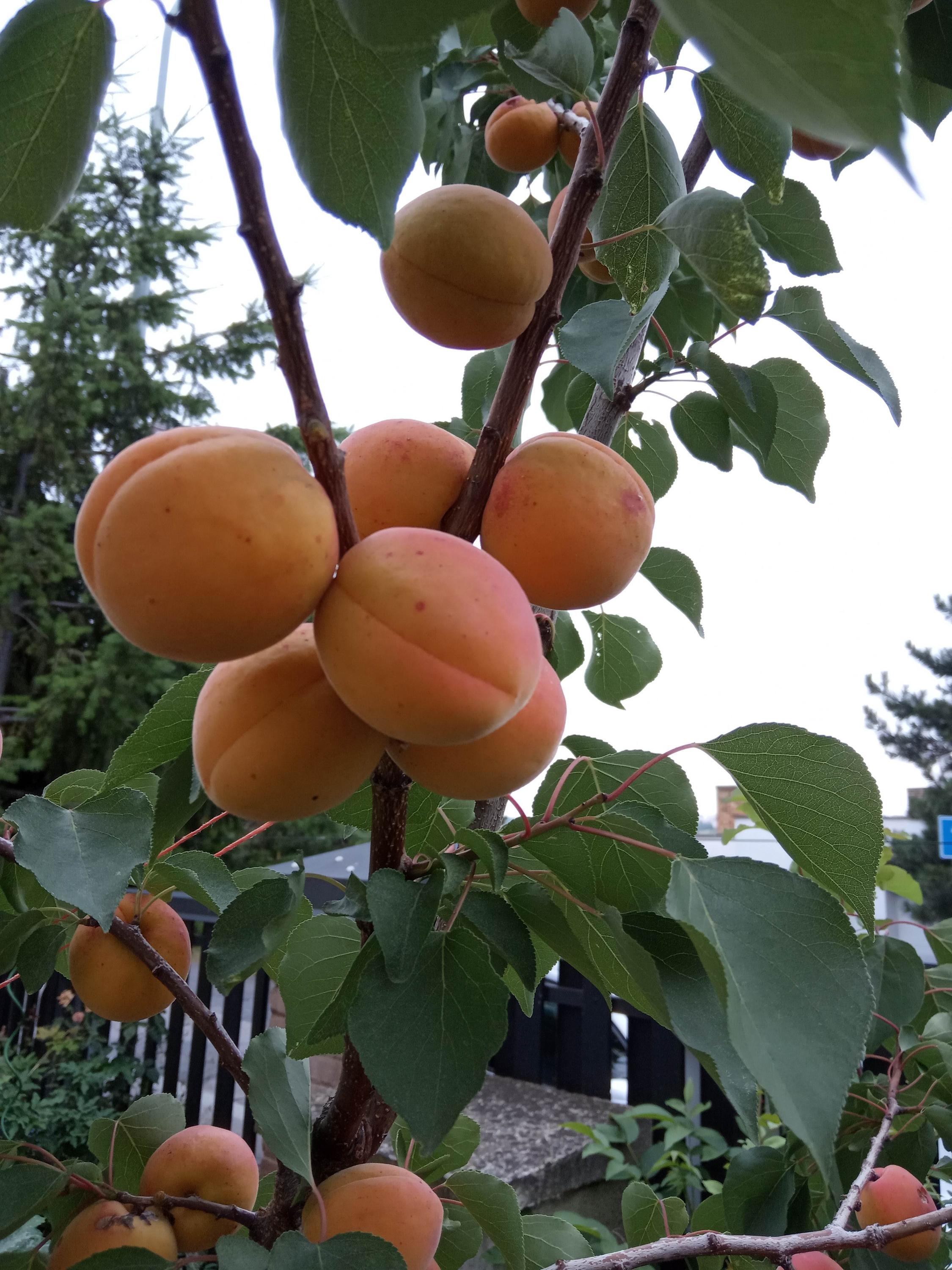 Ovocné stromky Viktor Zavřel foto 2