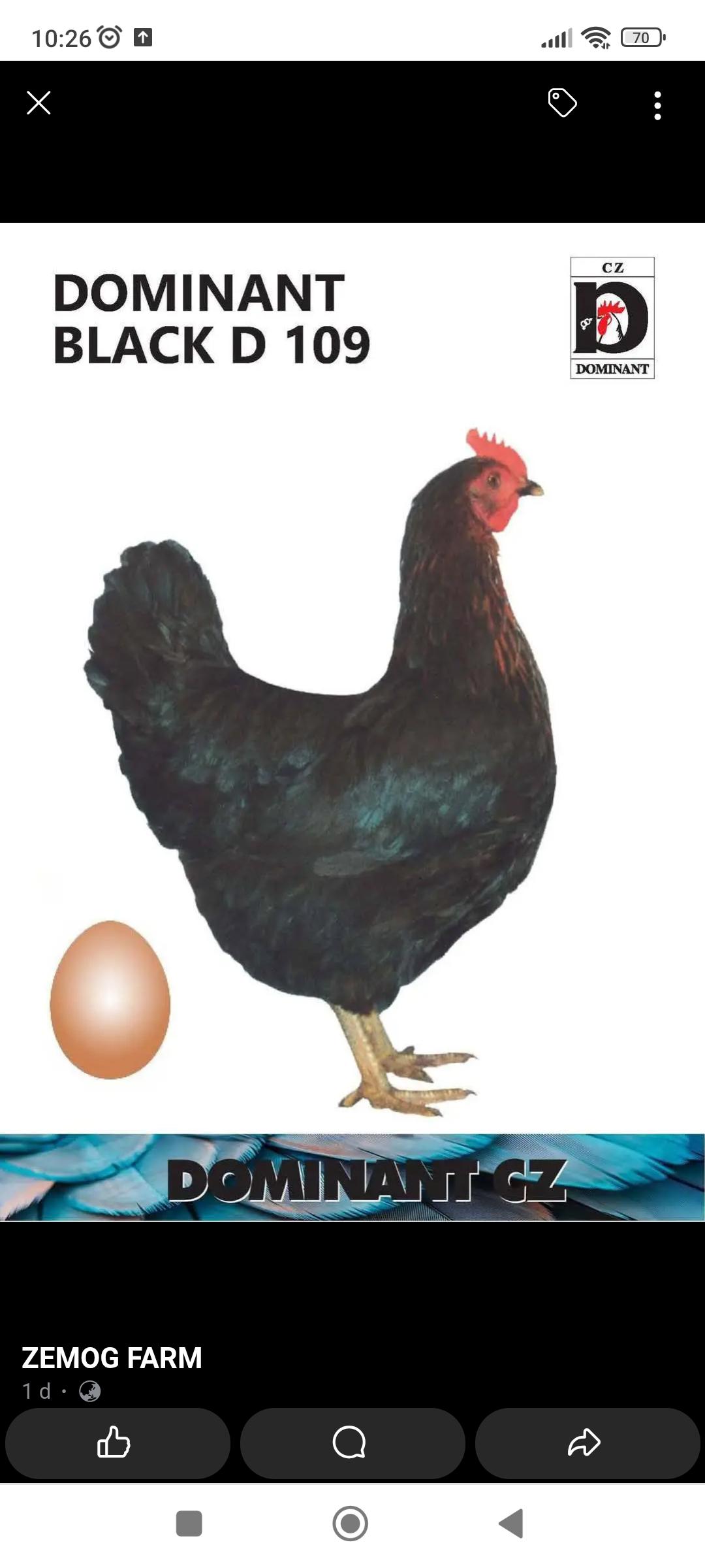 Odchov a prodej drůbeže - Miroslav Pech foto 5