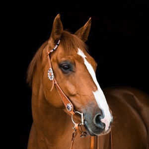 Chovatelské kluby koní