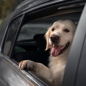 Animal transportation