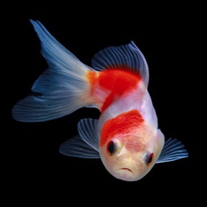 Okrasné ryby