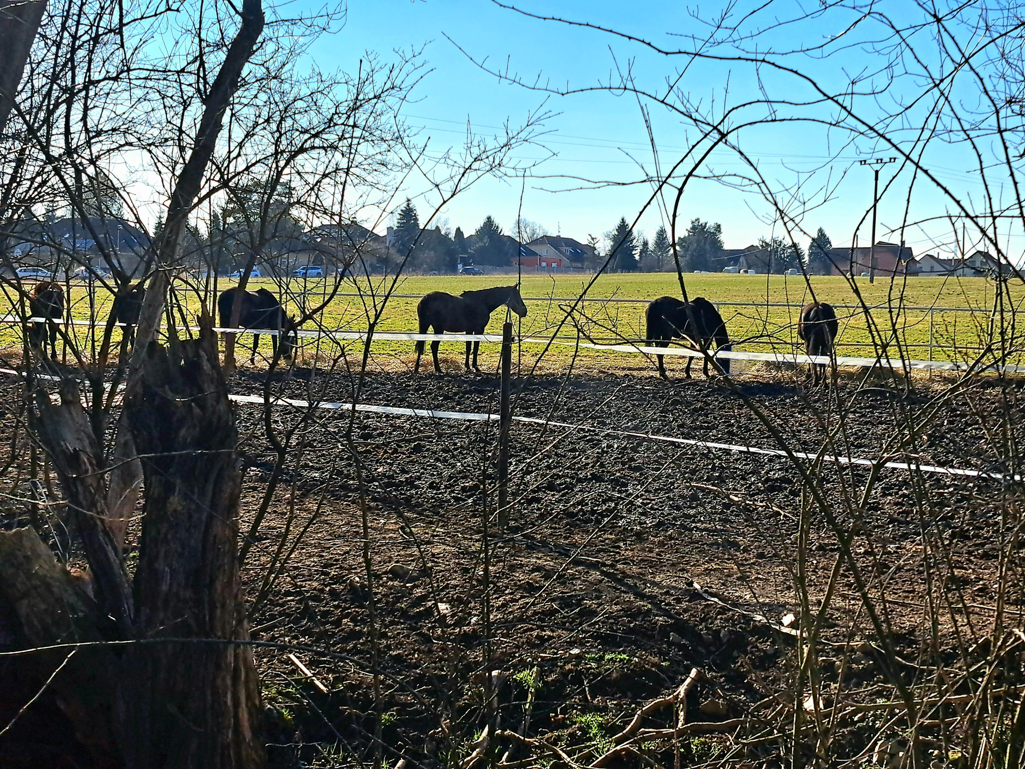 Ludvík Hess - Chov koní foto 5