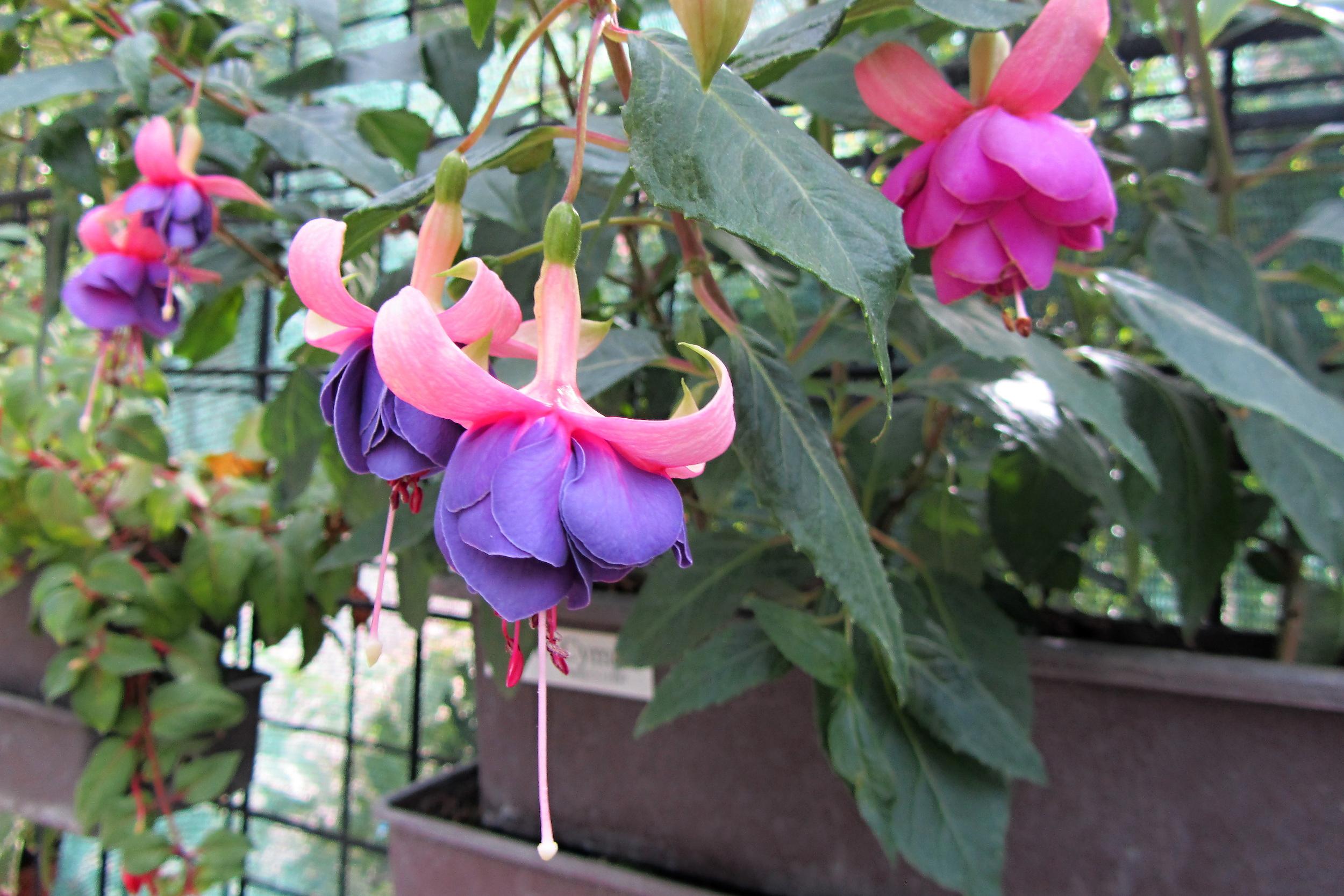 Fuchsie - Zámecká zahrada Buchlovice foto 5