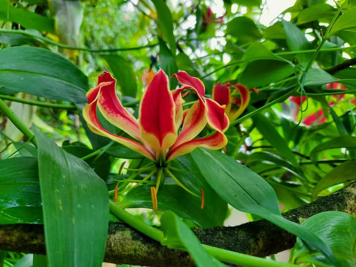 Zahradní lékař Jiří Pokluda