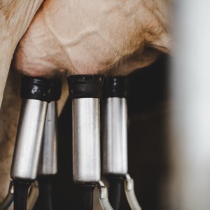 Prodej dojicí techniky