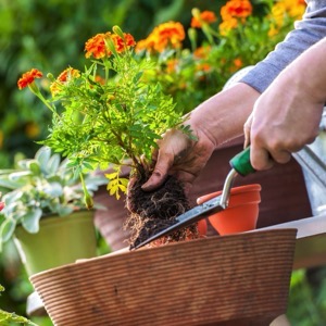 Zahrádkářské spolky