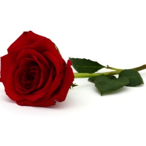 On-line prodej květin