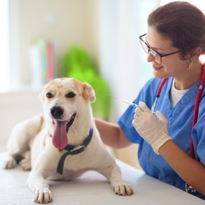 Veterinary practices
