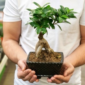 Prodej bonsají a suiseki