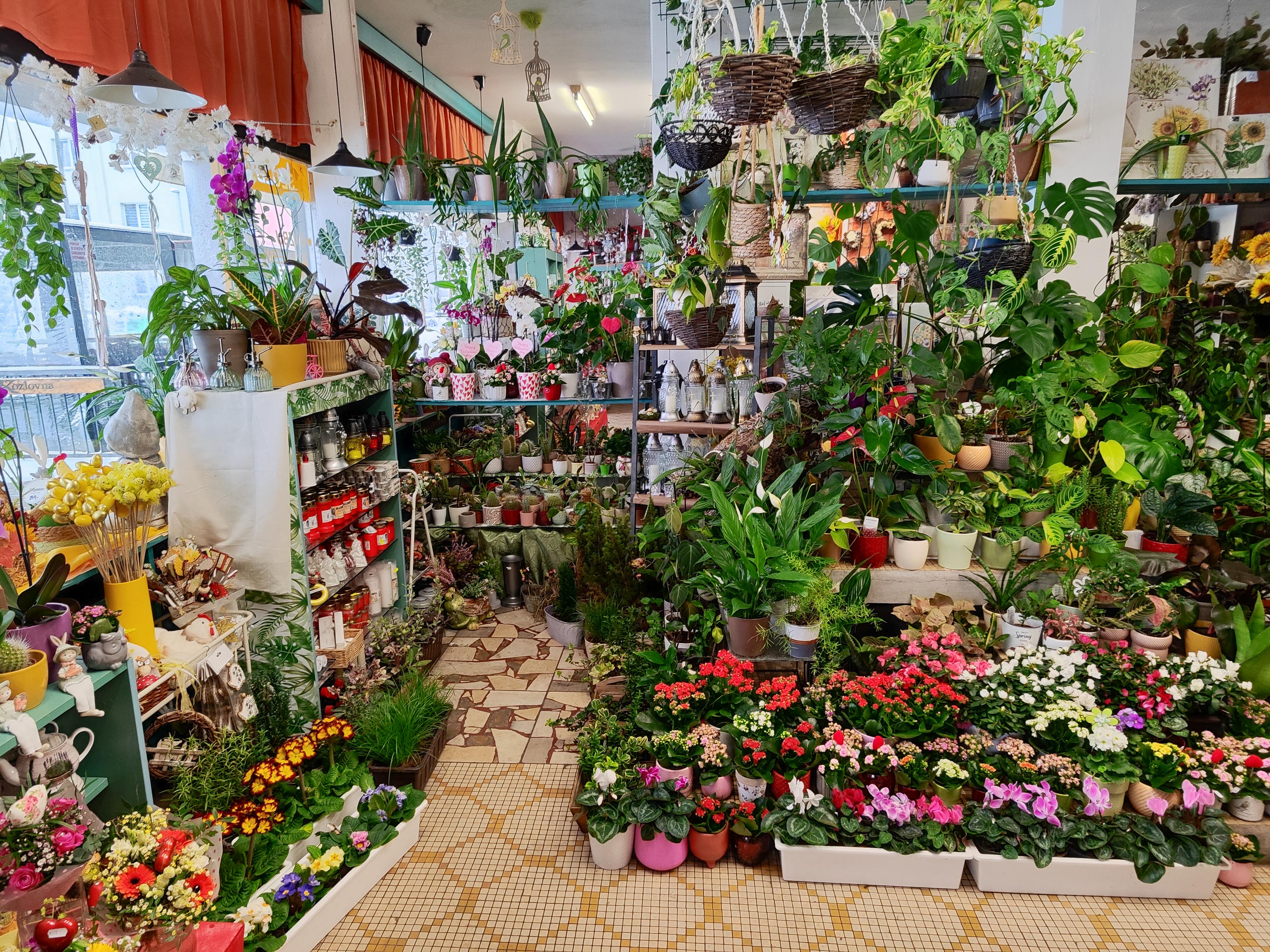 KVĚTINY ALBRECHTOVÁ