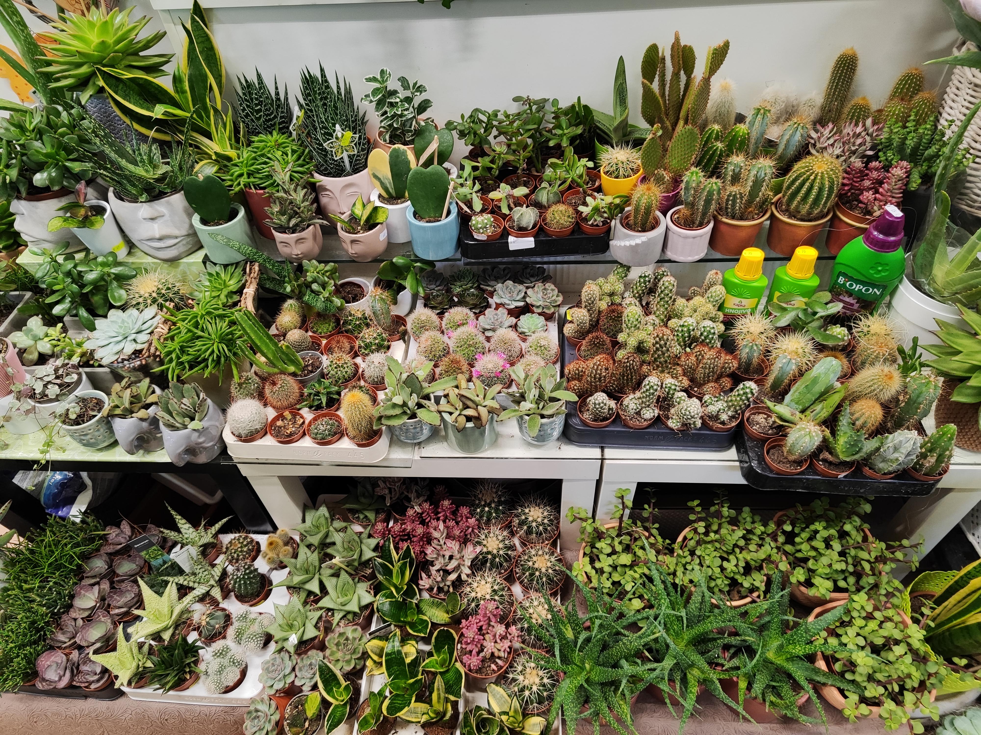 KVĚTINY ALBRECHTOVÁ foto 4