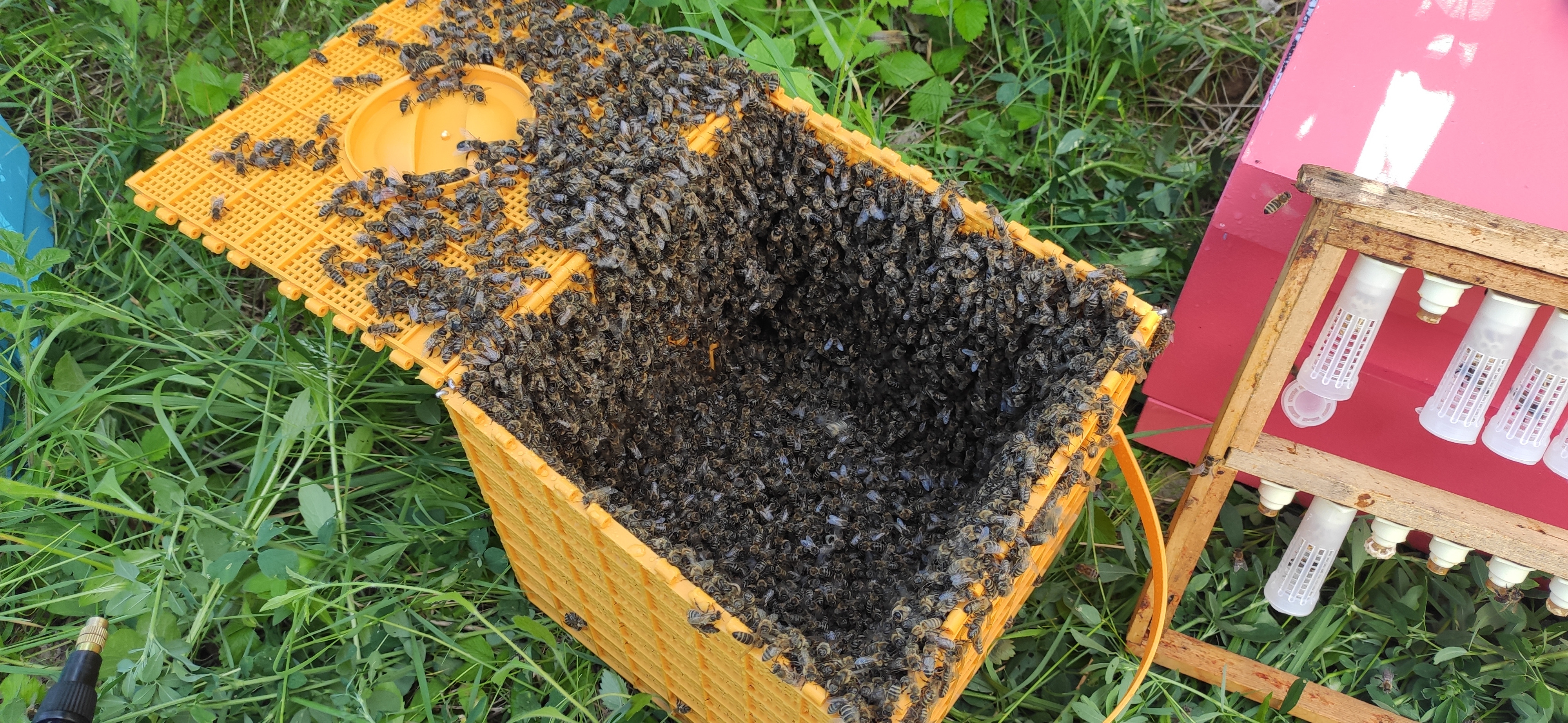 Včelařství Krul foto 5