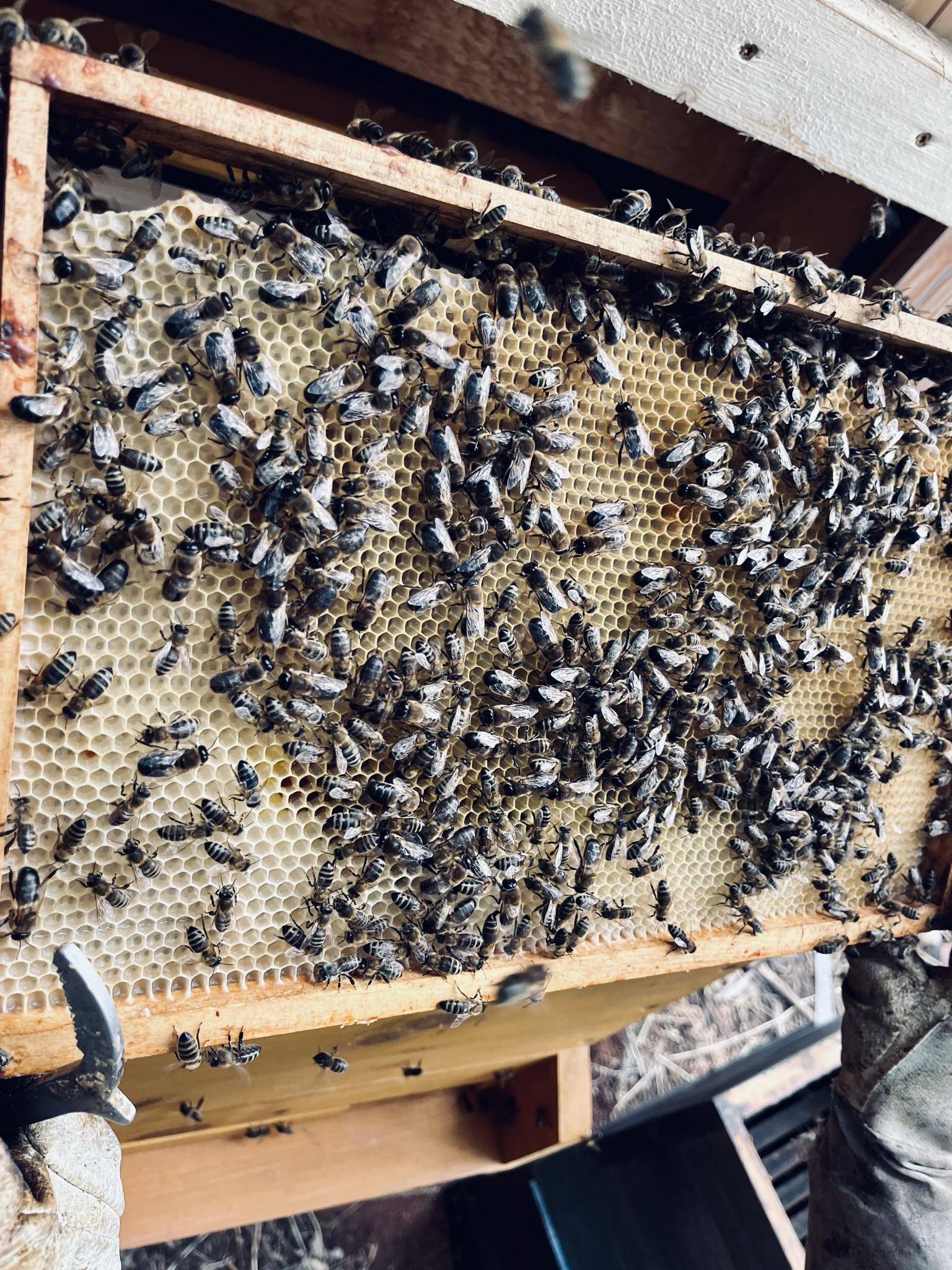 Včelí leháro foto 2