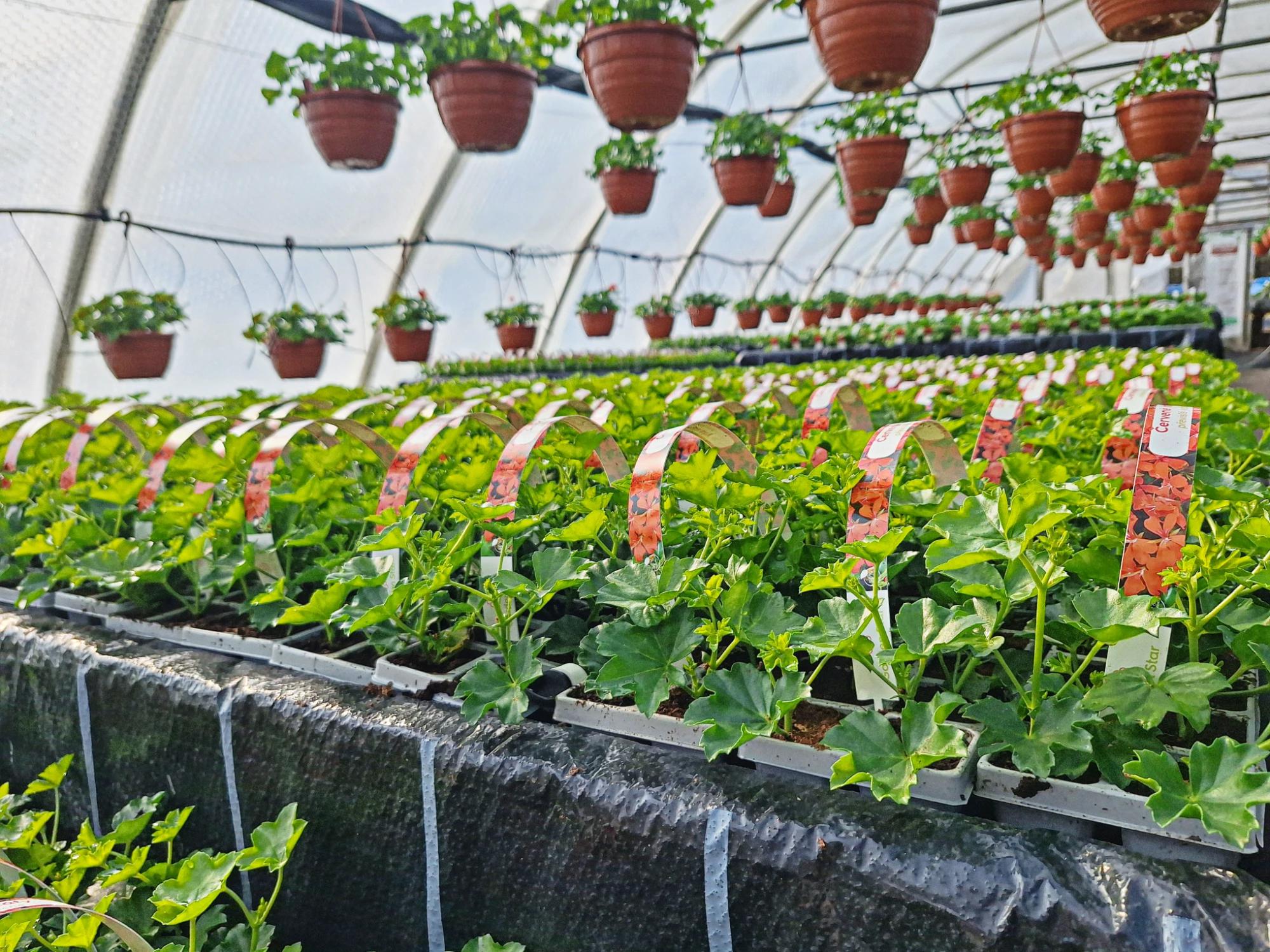 Klášterní zahradnictví ZEN foto 2