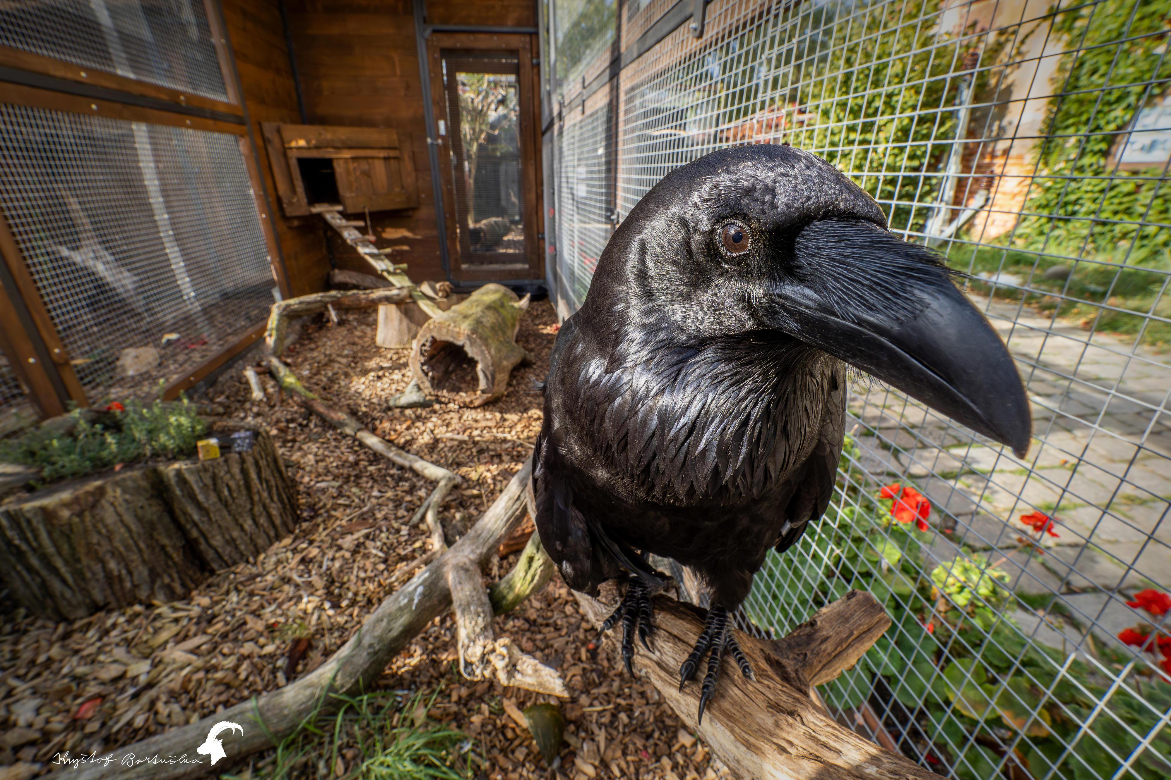 Český nadační fond pro vydru
