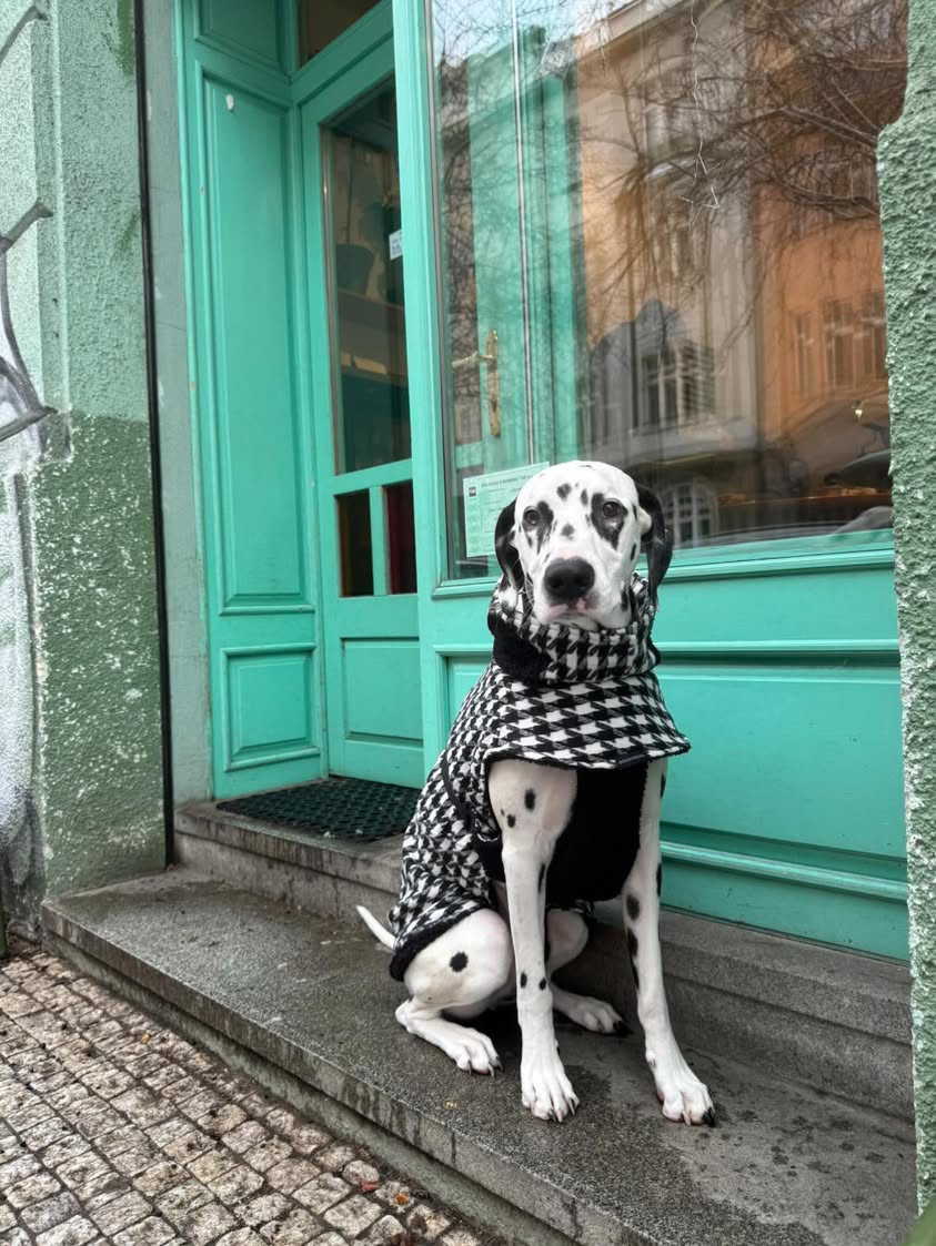 Dogofogo.cz foto 3