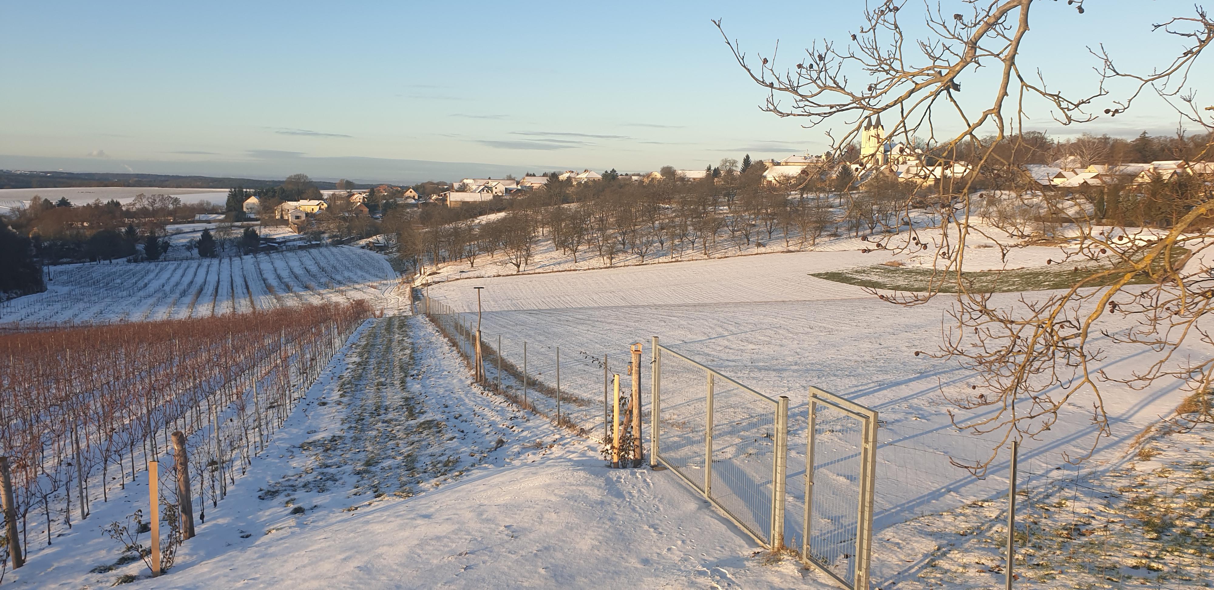 Řepínský vinohrad Štěpán foto 4