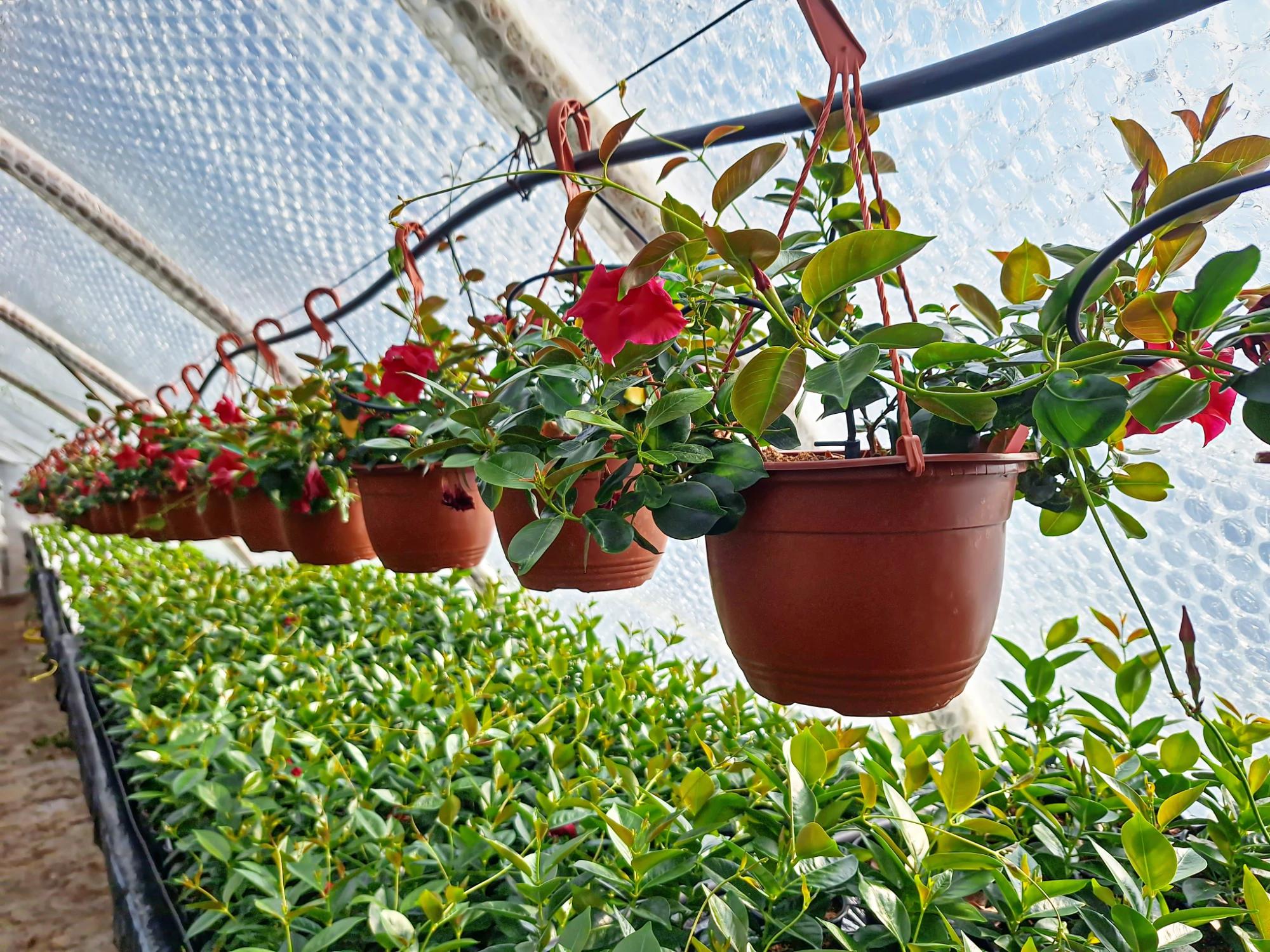 Klášterní zahradnictví ZEN foto 4