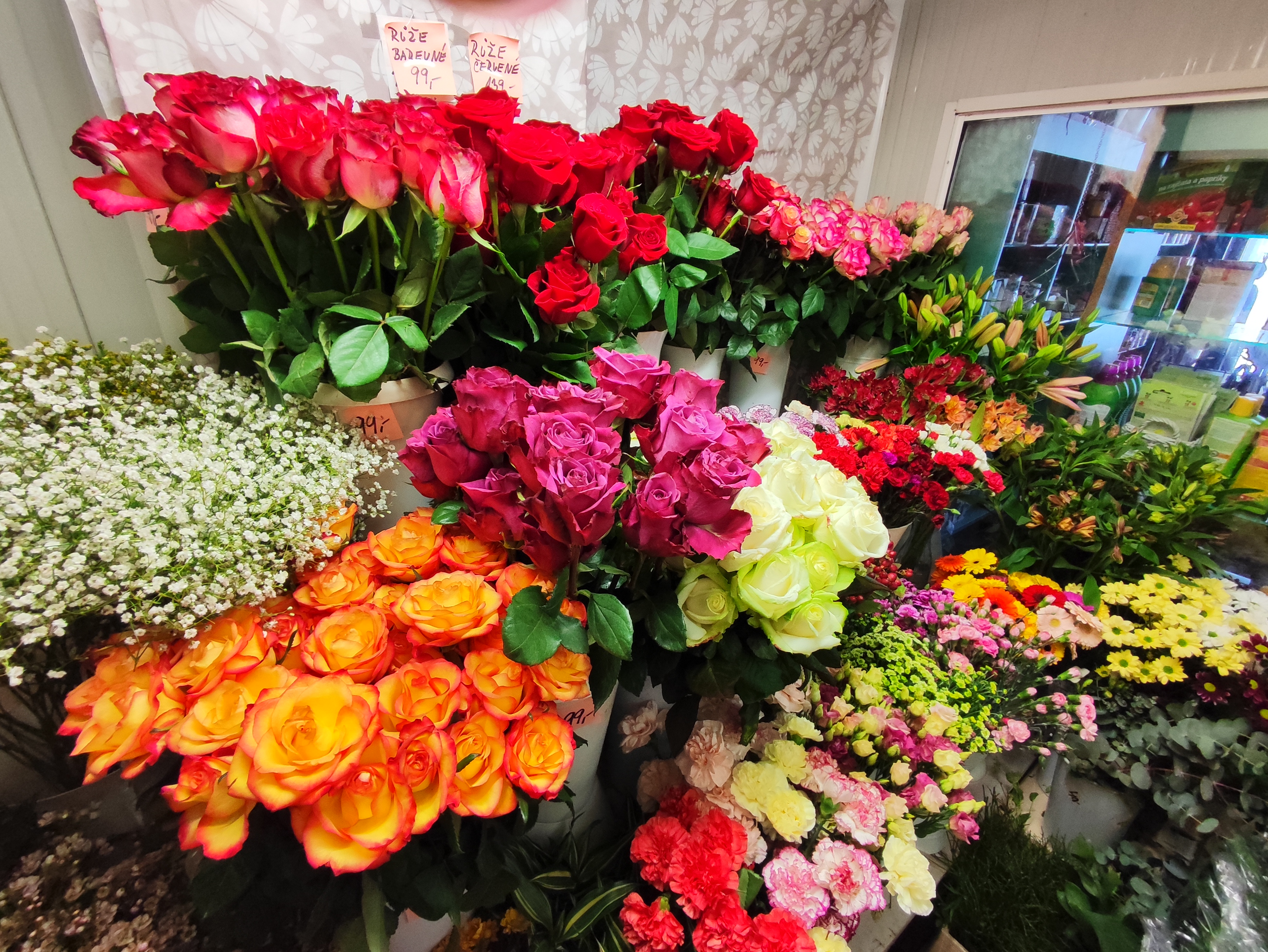 KVĚTINY ALBRECHTOVÁ foto 4